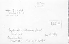 Historisches Foto (Rückseite) von Discutiolira moesica (Muţiu & Bădăluţă, 1971) (NHMW-AFW-GEO-BACHMAYER-FOTO-1990-0041-0324)